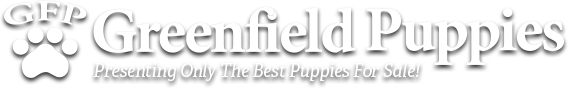 Dorkie Puppies For Sale | Greenfield Puppies