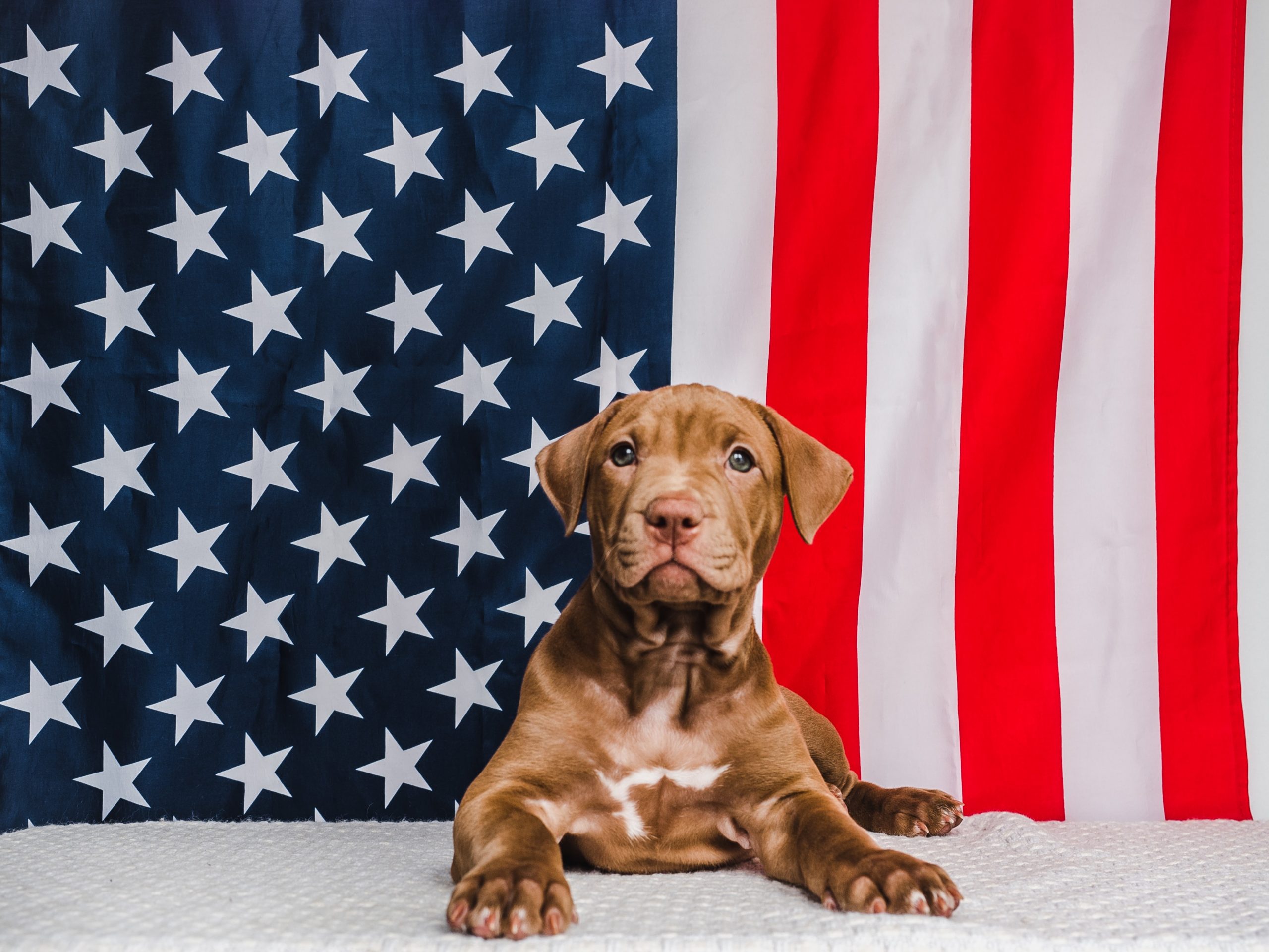 Whitehouse Puppies, Pomeranian and Jack-chis