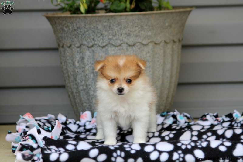 Cinnamon pomeranian hot sale