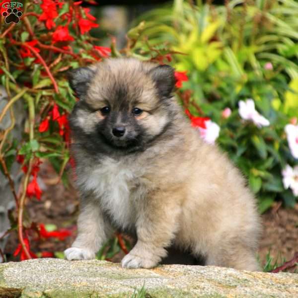 Special - Pomeranian Mix Puppy For Sale in Pennsylvania