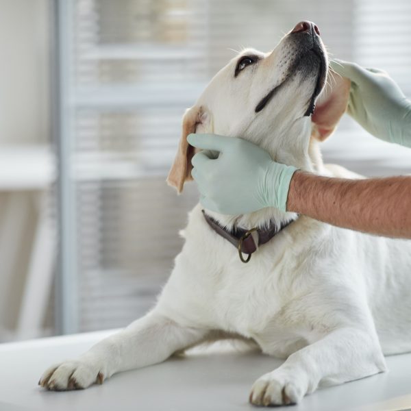 Why Is My Dog Shaking? Greenfield Puppies